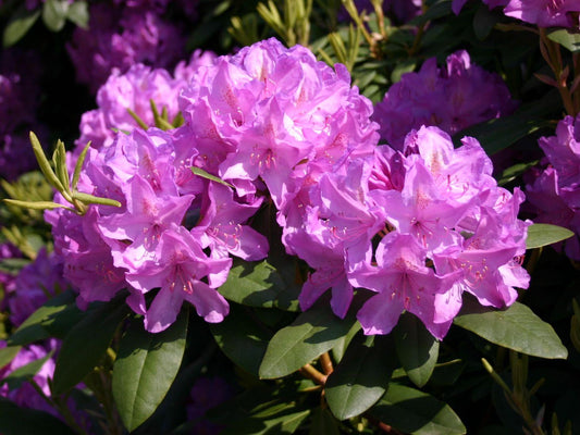 Rhododendron Grandiflorum - View 1 from www redcrocus com