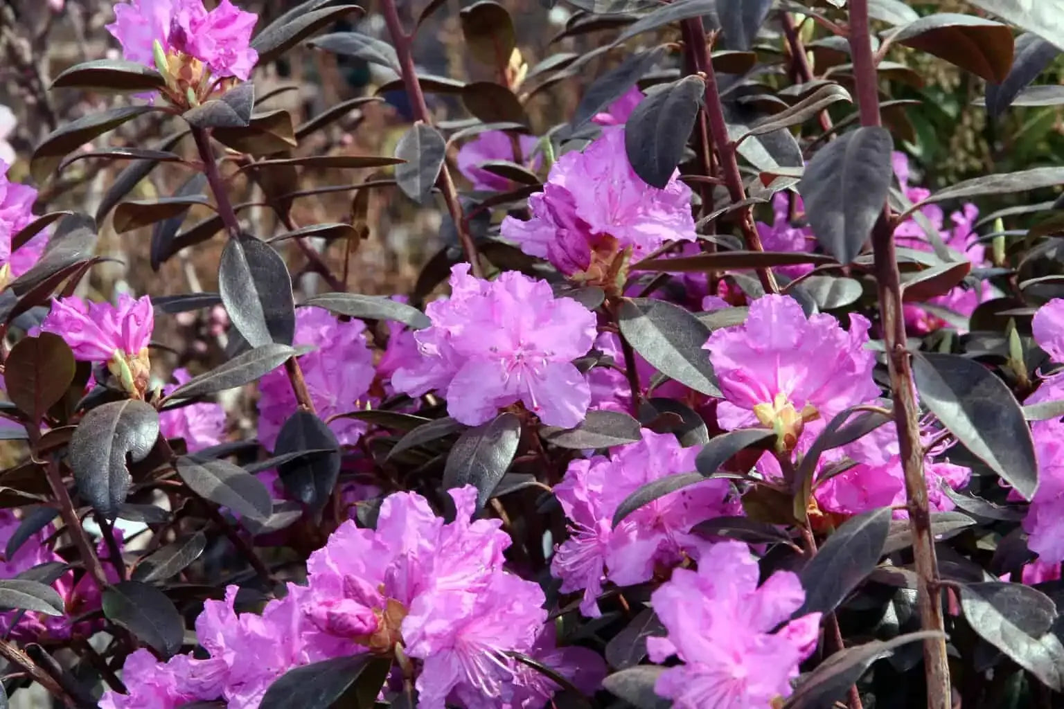 Rhododendron Pjm - View 10 from www redcrocus com