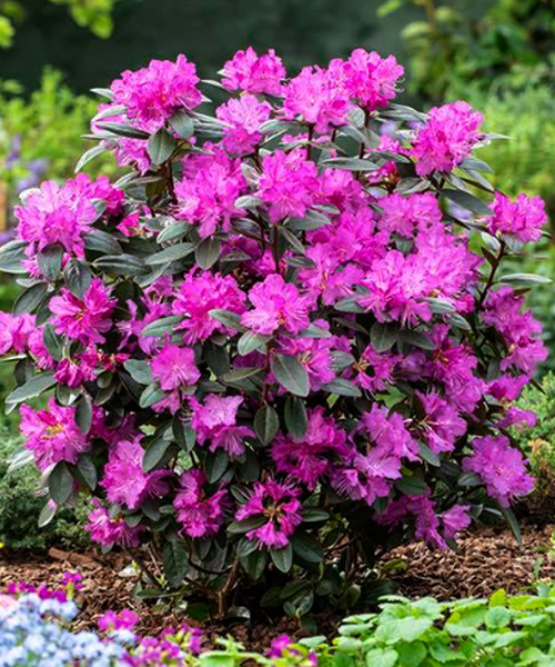 Rhododendron Pjm - View 13 from www redcrocus com