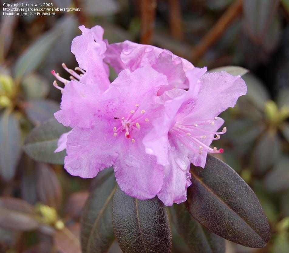 Rhododendron Pjm - View 14 from www redcrocus com