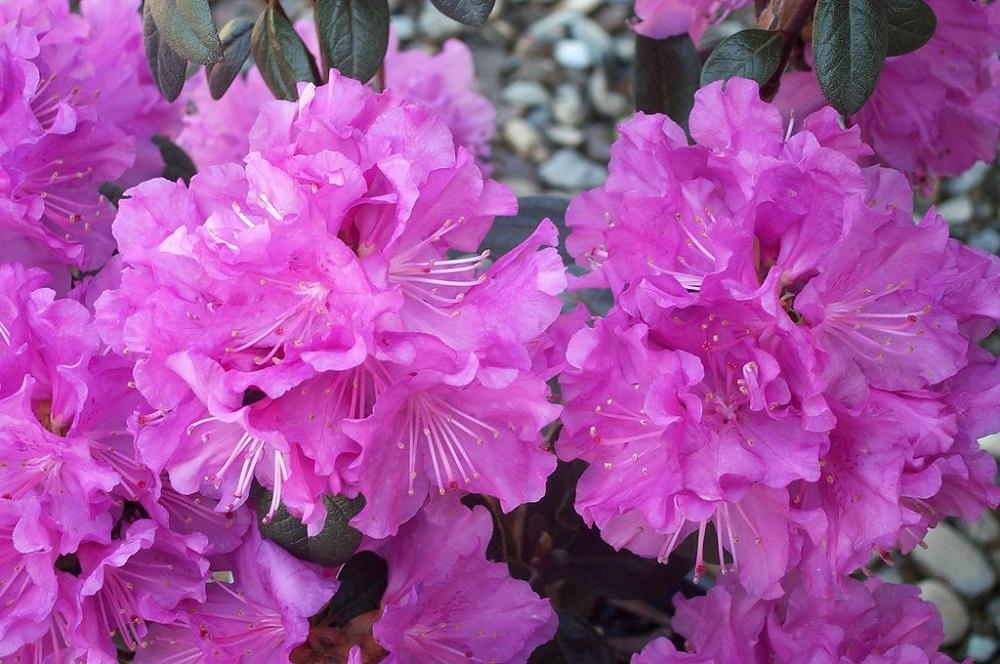 Rhododendron Pjm - View 15 from www redcrocus com