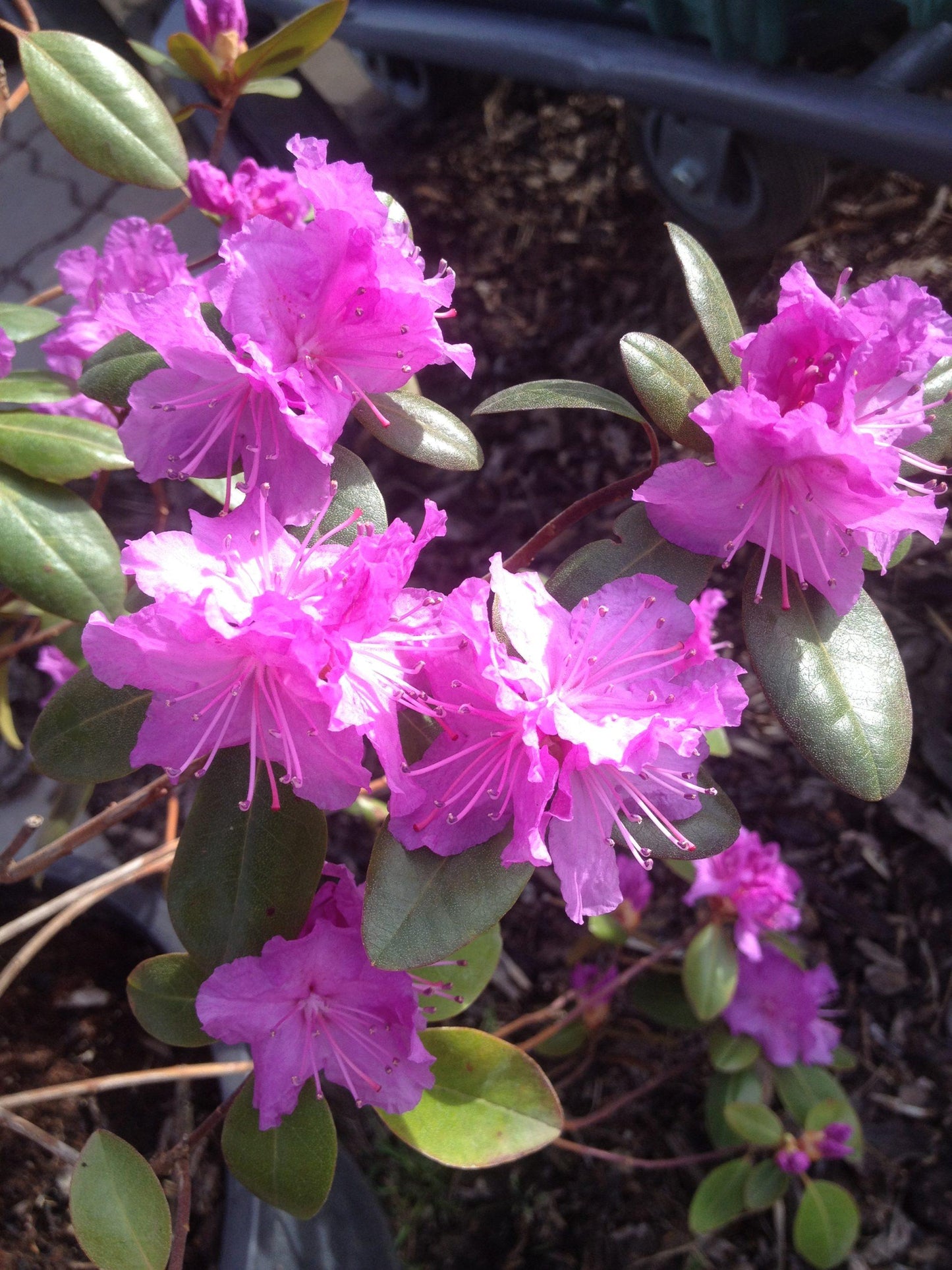 Rhododendron Pjm - View 16 from www redcrocus com