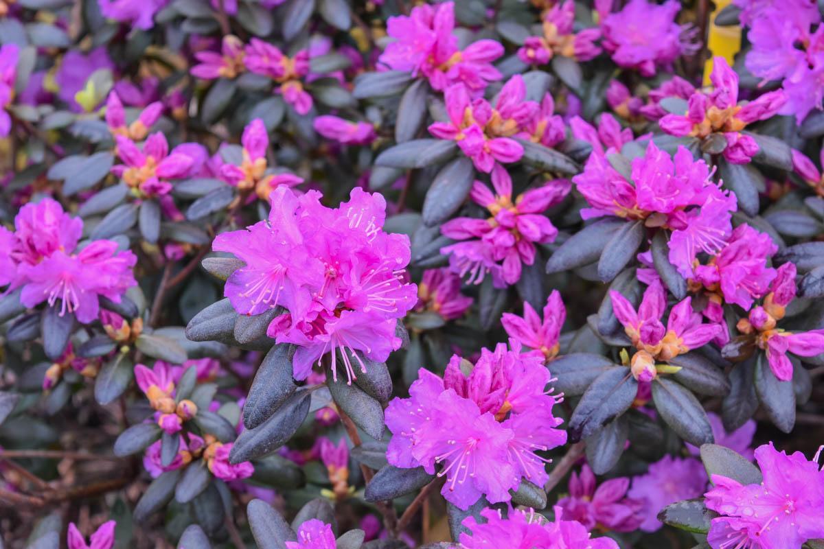 Rhododendron Pjm - View 18 from www redcrocus com
