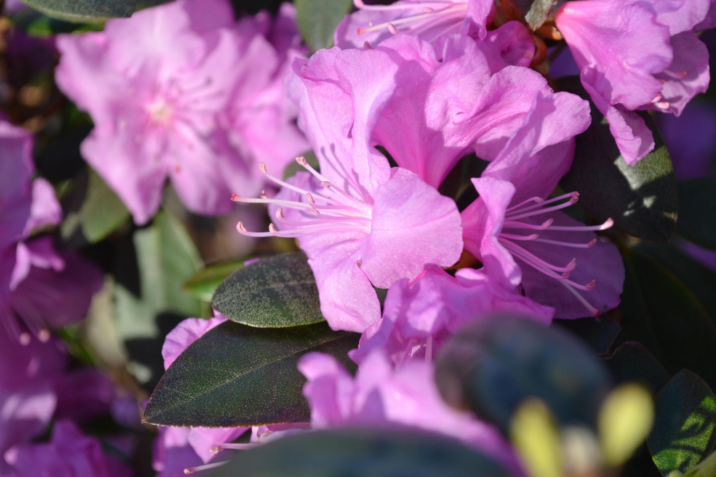 Rhododendron Pjm - View 19 from www redcrocus com