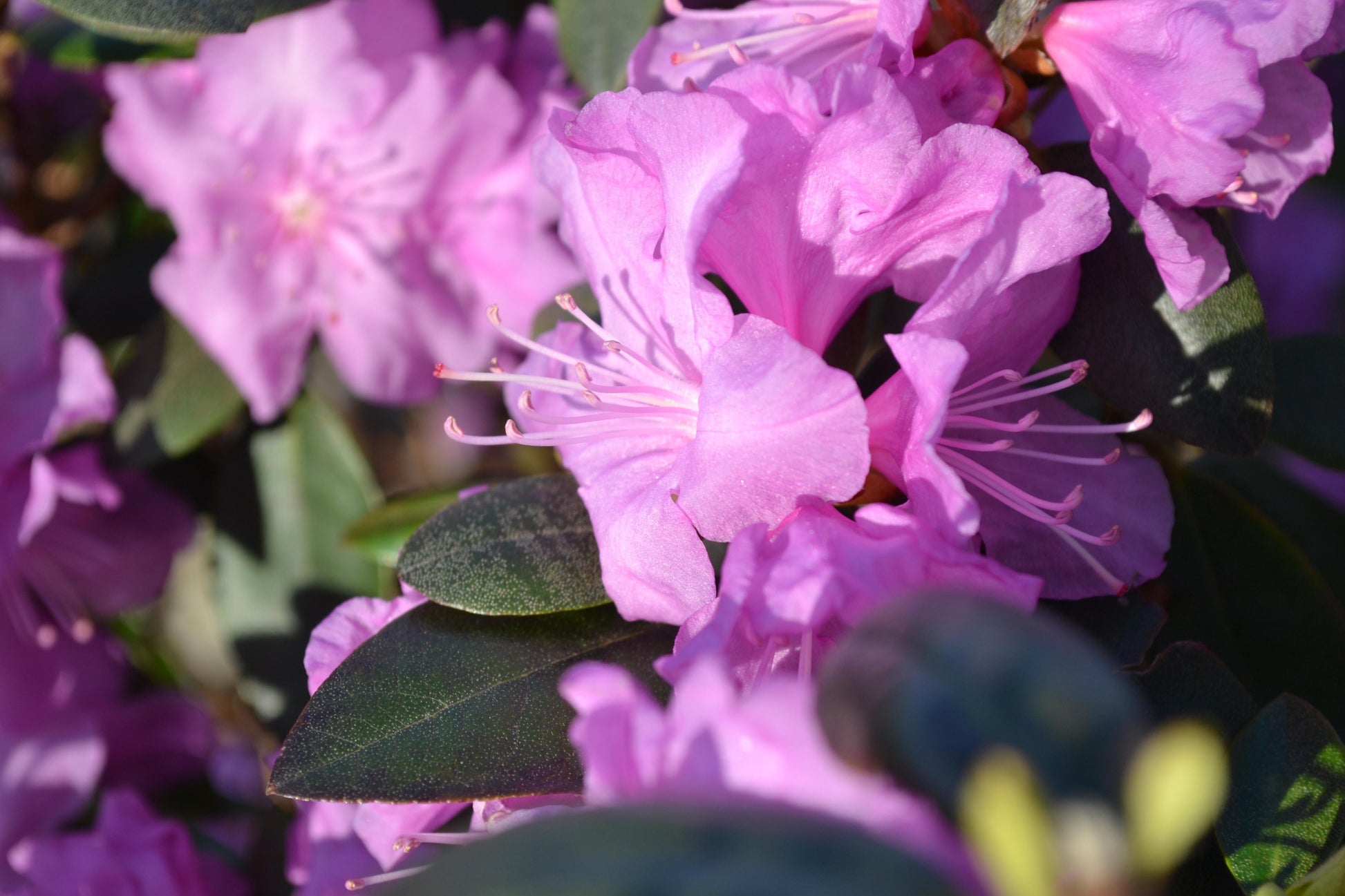 Rhododendron Pjm - View 19 from www redcrocus com