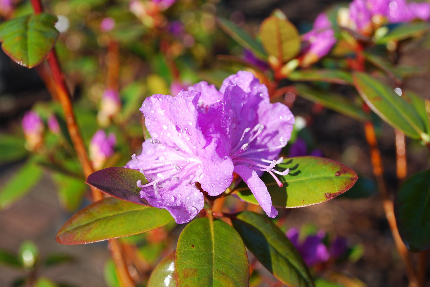 Rhododendron Pjm - View 8 from www redcrocus com