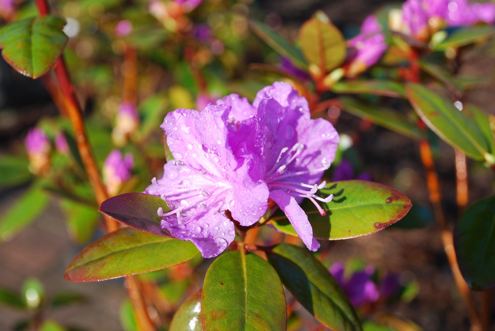 Rhododendron Pjm - View 8 from www redcrocus com