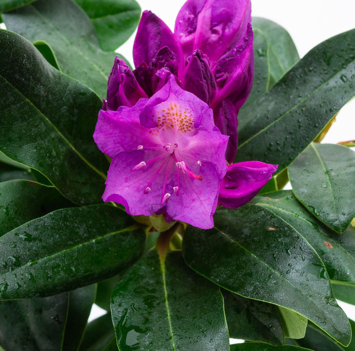 Rhododendron Purpureum Elegans - View 10 from www redcrocus com