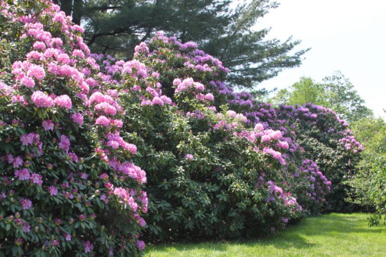 Rhododendron Roseum Pink - View 13 from www redcrocus com