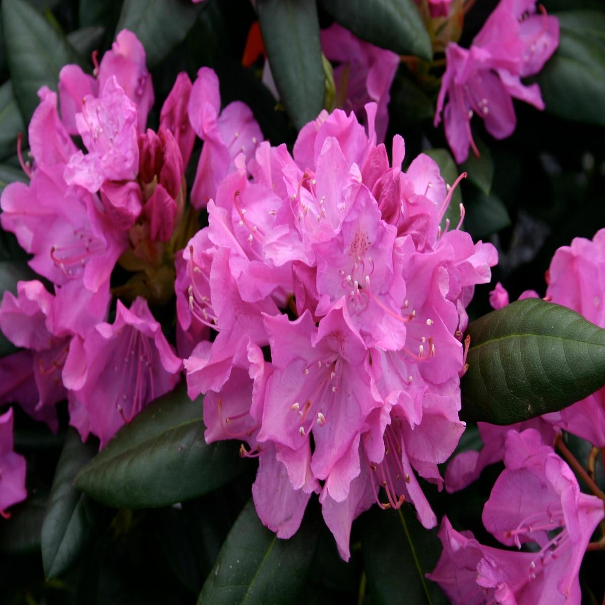 Rhododendron Roseum Pink - View 14 from www redcrocus com