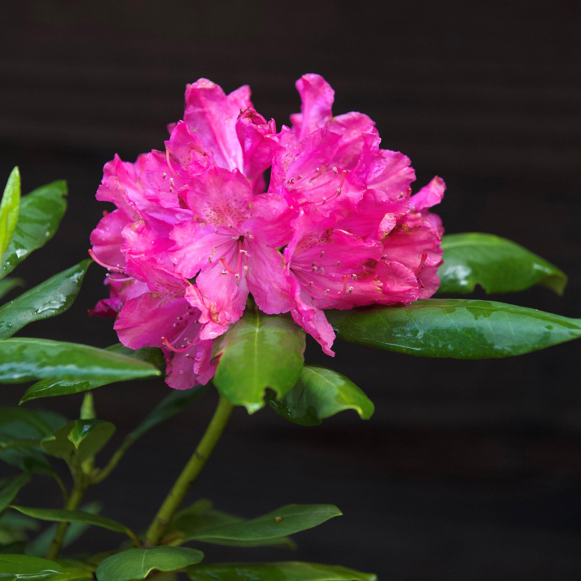 Rhododendron Roseum Pink - View 15 from www redcrocus com