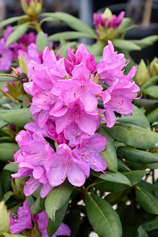 Rhododendron Roseum Pink - View 4 from www redcrocus com