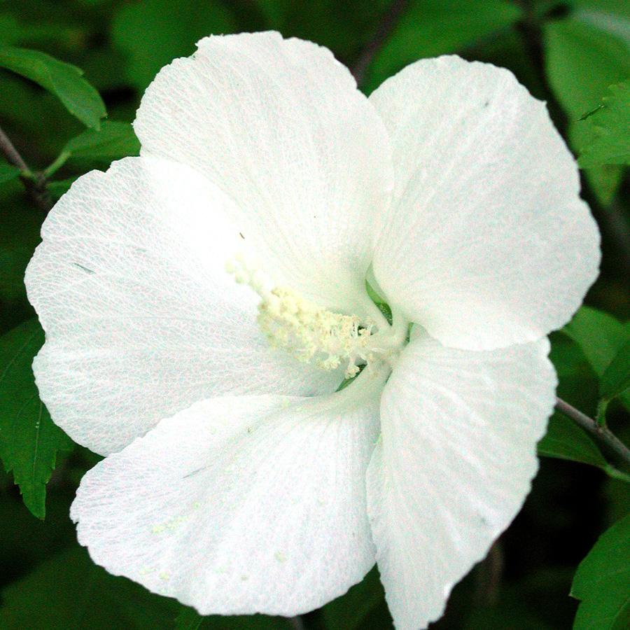 Hibiscus Syriacus Diana - View 14 from www redcrocus com