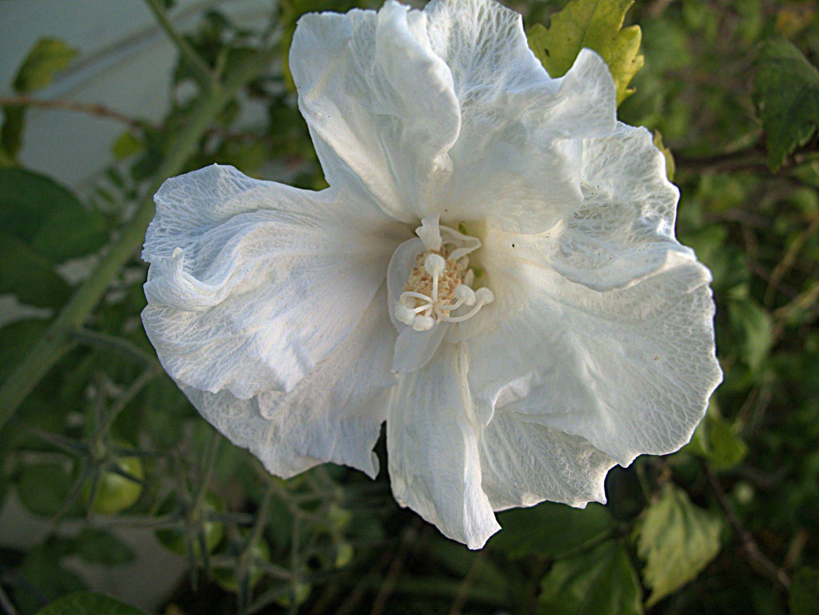 Hibiscus Syriacus Diana - View 7 from www redcrocus com