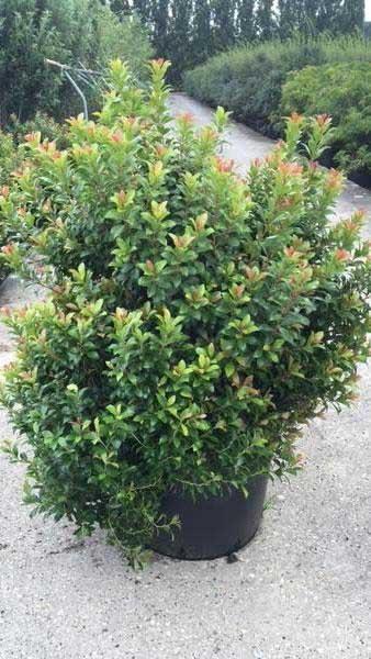 Pieris Japonica 'little Heath' - View 13 from www redcrocus com