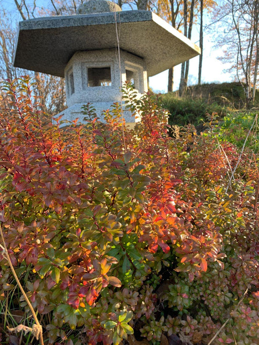 Pieris Japonica 'little Heath' - View 33 from www redcrocus com