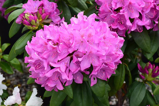 Rhododendron Roseum Pink - View 1 from www redcrocus com