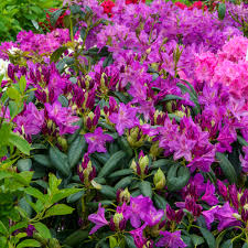 RedCrocus Rhododendron 'Lee's Dark Purple'- Evergreen Shrub, Fragrant Purple Spring Flowers, Shade-Loving, Deer Resistant, Container Friendly Garden Plant 10 Gallon