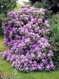 RedCrocus Rhododendron 'Lee's Dark Purple'- Evergreen Shrub, Fragrant Purple Spring Flowers, Shade-Loving, Deer Resistant, Container Friendly Garden Plant 10 Gallon