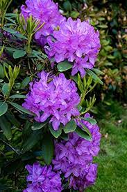 RedCrocus Rhododendron 'Lee's Dark Purple'- Evergreen Shrub, Fragrant Purple Spring Flowers, Shade-Loving, Deer Resistant, Container Friendly Garden Plant 10 Gallon