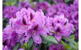 RedCrocus Rhododendron 'Lee's Dark Purple'- Evergreen Shrub, Fragrant Purple Spring Flowers, Shade-Loving, Deer Resistant, Container Friendly Garden Plant 10 Gallon