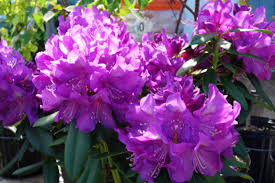 RedCrocus Rhododendron 'Lee's Dark Purple'- Evergreen Shrub, Fragrant Purple Spring Flowers, Shade-Loving, Deer Resistant, Container Friendly Garden Plant 10 Gallon