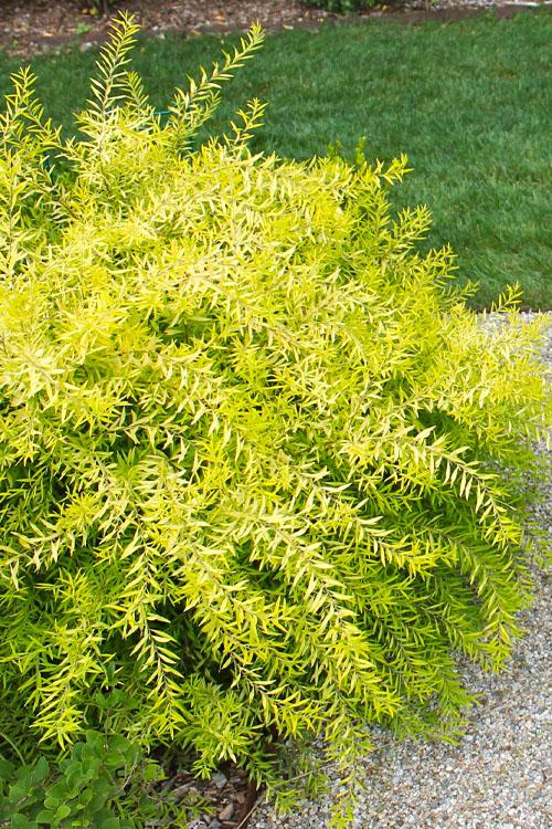Spirea Thunbergii Ogon - View 17 from www redcrocus com