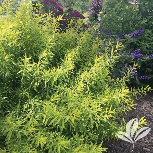 Spirea Thunbergii Ogon - View 19 from www redcrocus com