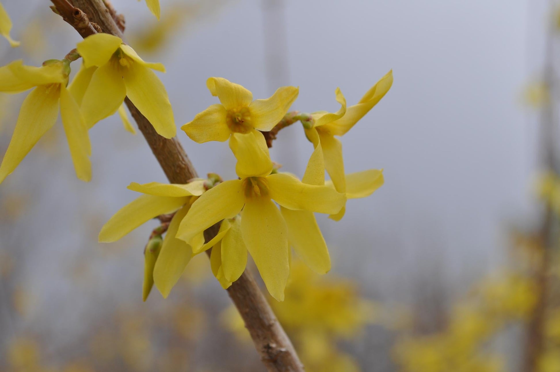 Forsythia Intermedia Lynwood Gold - View 10 from www redcrocus com