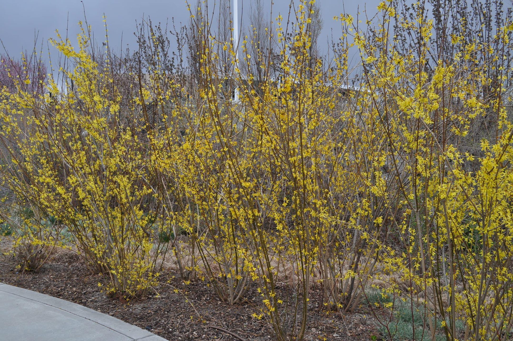 Forsythia Intermedia Lynwood Gold - View 11 from www redcrocus com