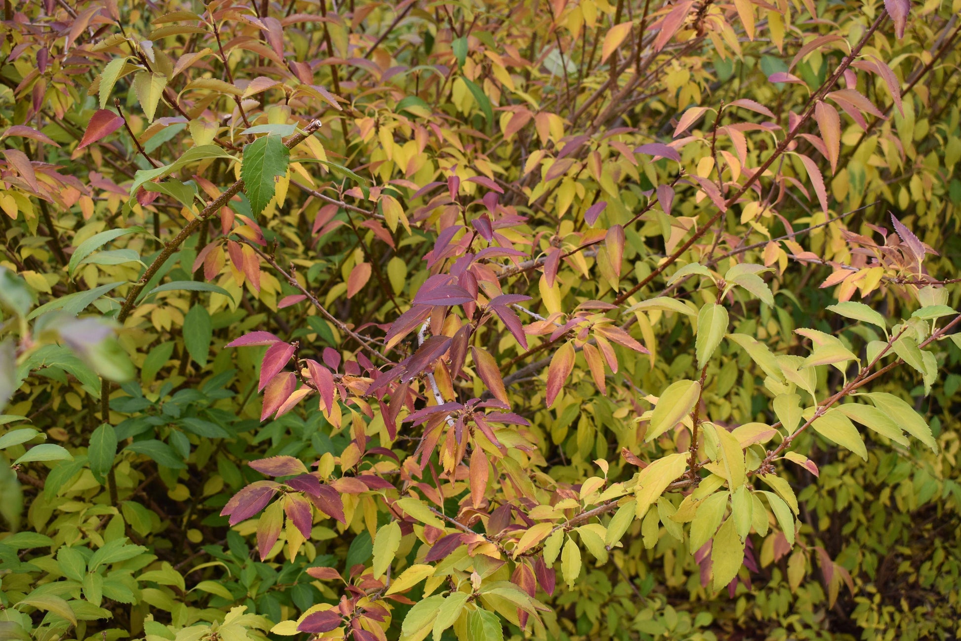 Forsythia Intermedia Lynwood Gold - View 17 from www redcrocus com