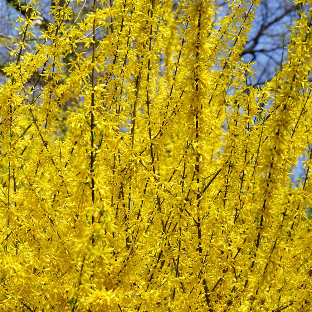 Forsythia Intermedia Lynwood Gold - View 20 from www redcrocus com