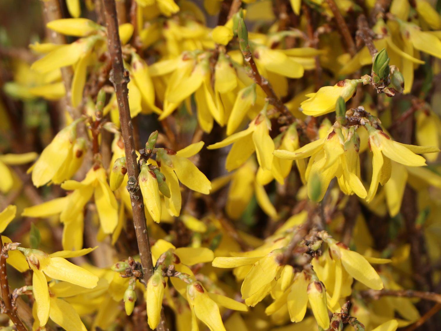 Forsythia Intermedia Lynwood Gold - View 7 from www redcrocus com