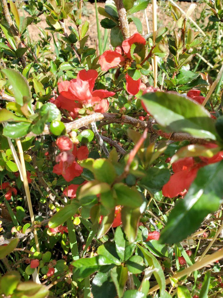 Chaenomeles Speciosa Texas Scarlet - View 10 from www redcrocus com