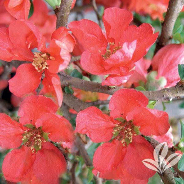 Chaenomeles Speciosa Texas Scarlet - View 11 from www redcrocus com