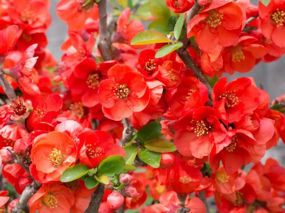 Chaenomeles Speciosa Texas Scarlet - View 12 from www redcrocus com