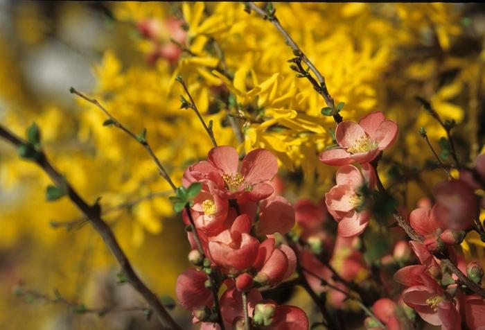 Chaenomeles Speciosa Texas Scarlet - View 13 from www redcrocus com