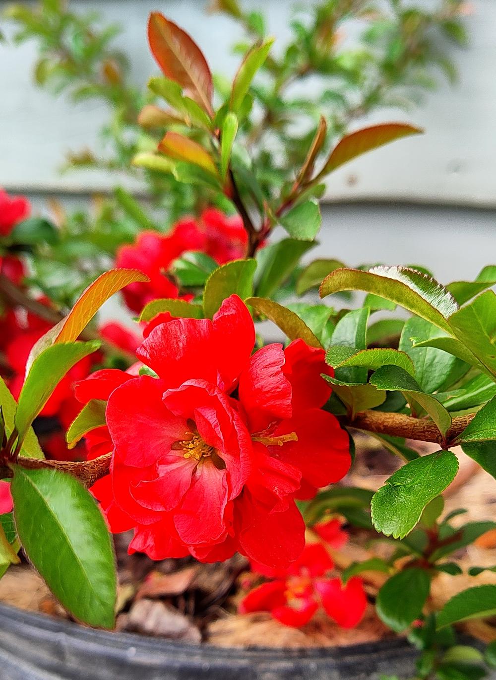 Chaenomeles Speciosa Texas Scarlet - View 14 from www redcrocus com