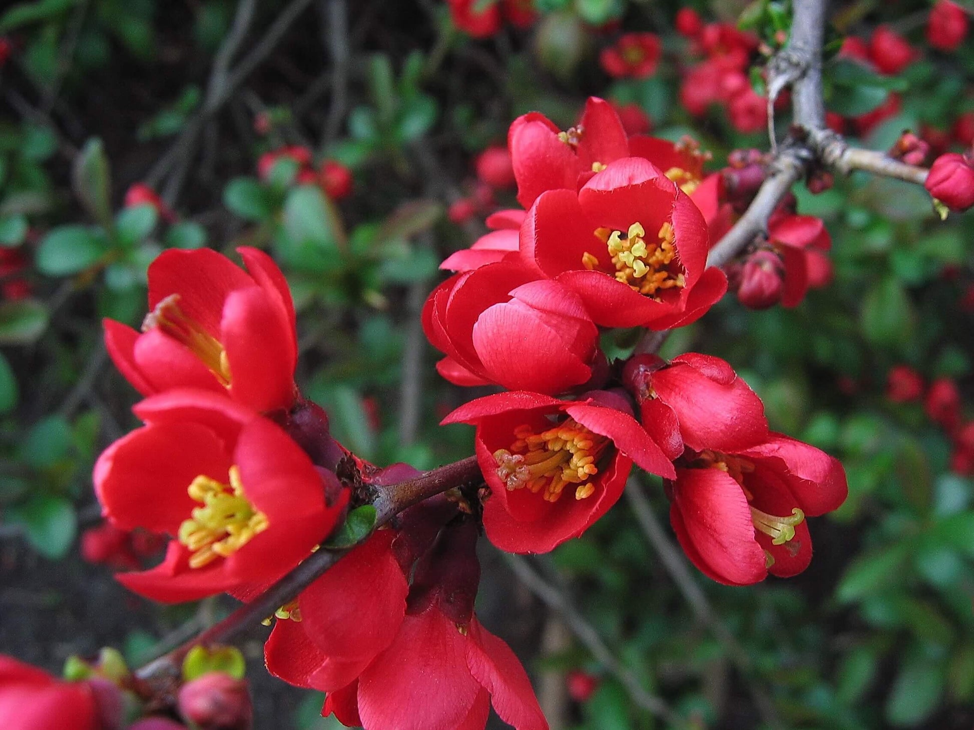 Chaenomeles Speciosa Texas Scarlet - View 15 from www redcrocus com