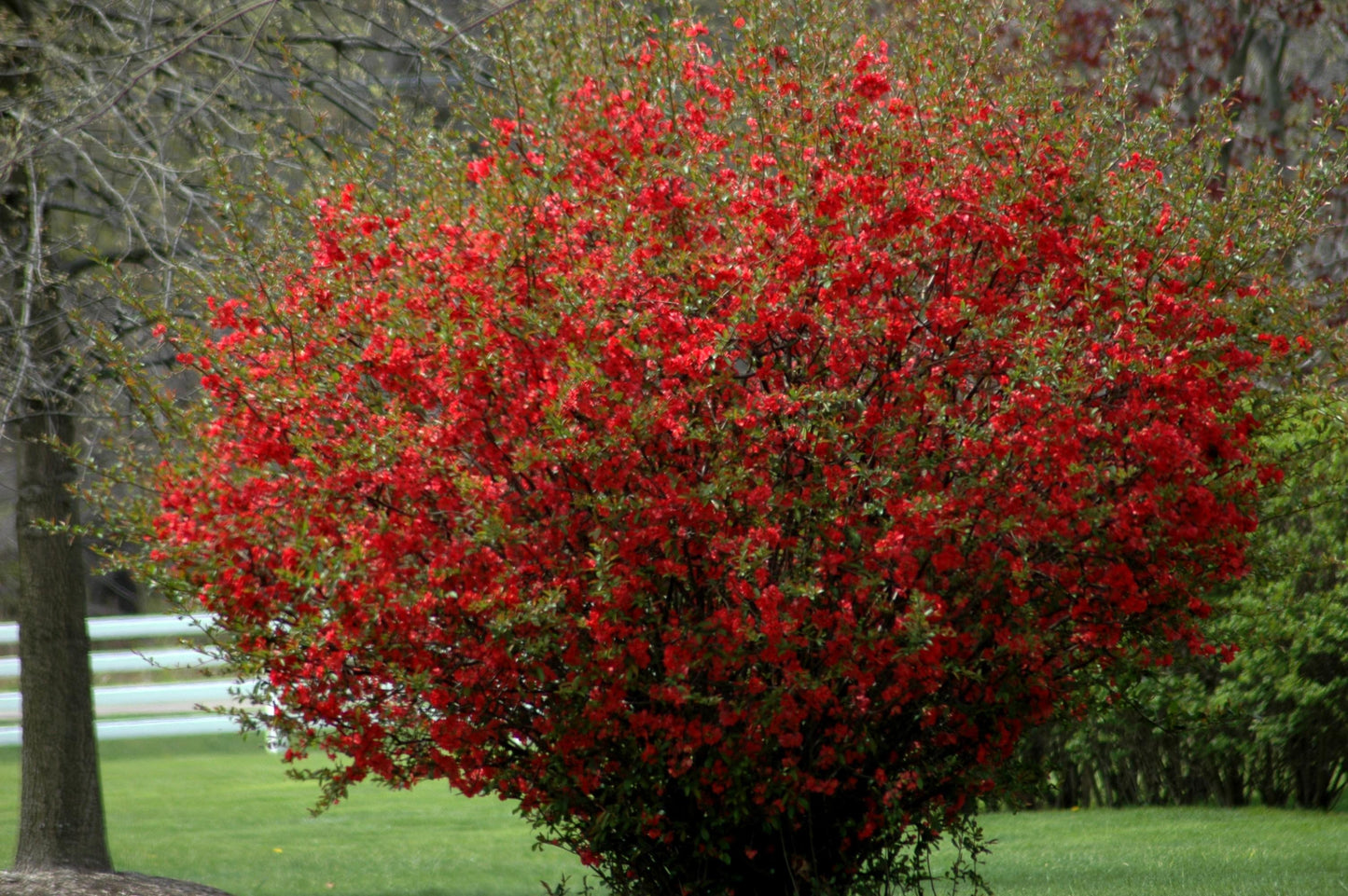 Chaenomeles Speciosa Texas Scarlet - View 16 from www redcrocus com
