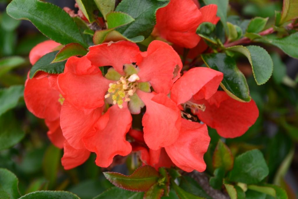 Chaenomeles Speciosa Texas Scarlet - View 17 from www redcrocus com