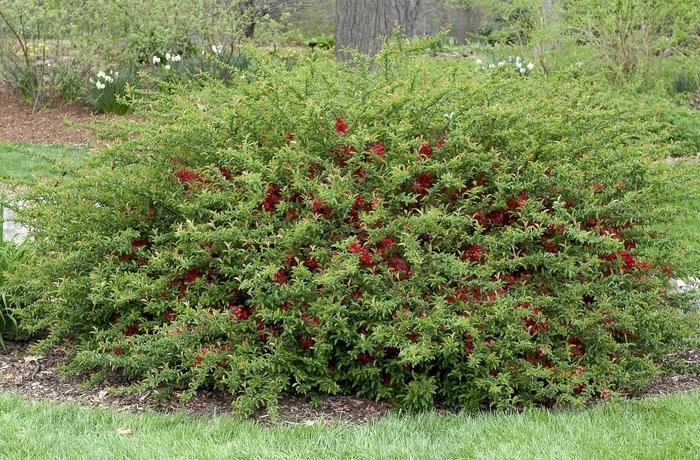 Chaenomeles Speciosa Texas Scarlet - View 18 from www redcrocus com