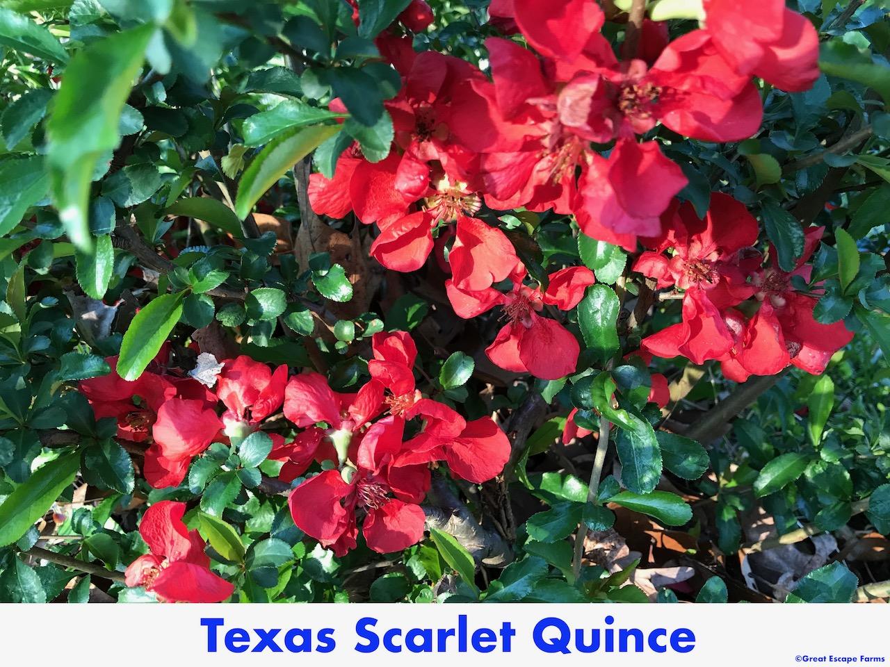 Chaenomeles Speciosa Texas Scarlet - View 19 from www redcrocus com