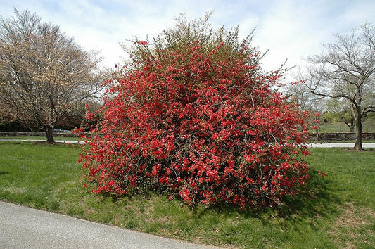 Chaenomeles Speciosa Texas Scarlet - View 1 from www redcrocus com
