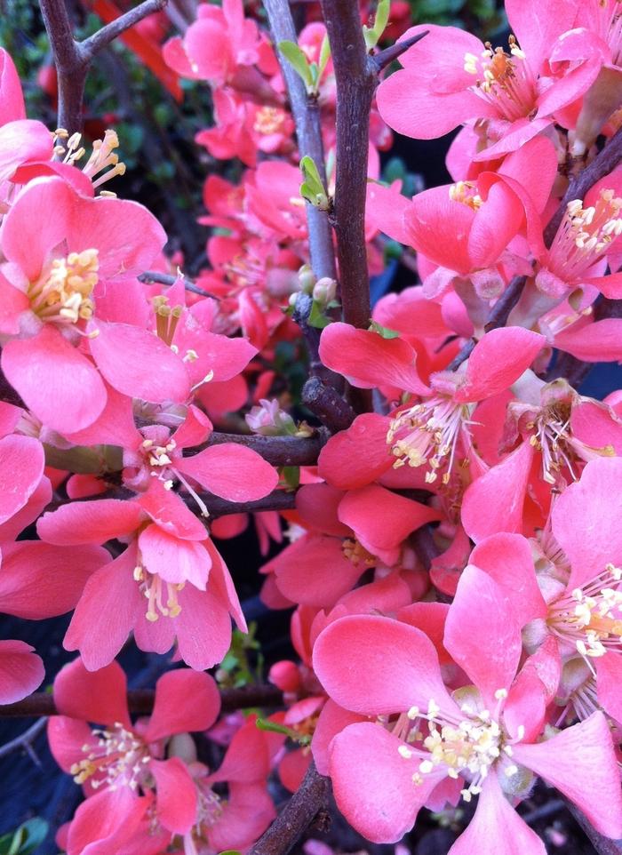 Chaenomeles Speciosa Texas Scarlet - View 2 from www redcrocus com