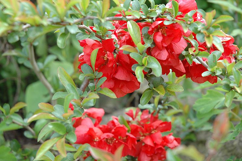 Chaenomeles Speciosa Texas Scarlet - View 3 from www redcrocus com