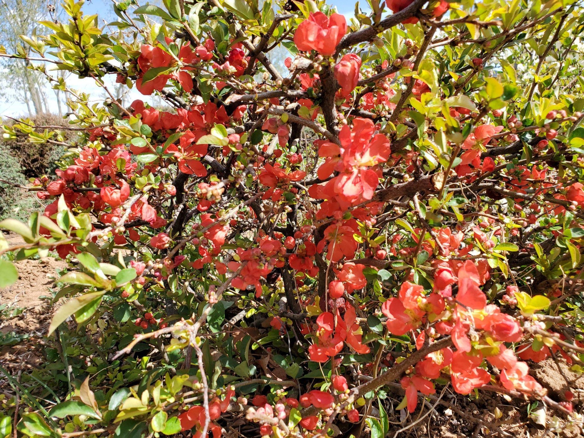 Chaenomeles Speciosa Texas Scarlet - View 5 from www redcrocus com