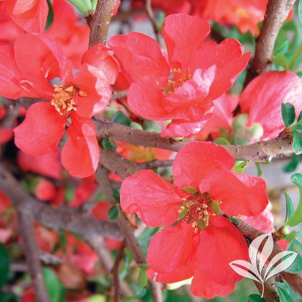 Chaenomeles Speciosa Texas Scarlet - View 6 from www redcrocus com