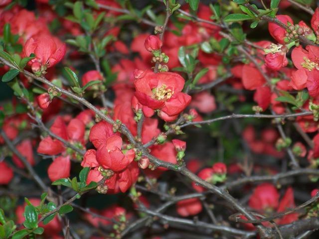 Chaenomeles Speciosa Texas Scarlet - View 9 from www redcrocus com