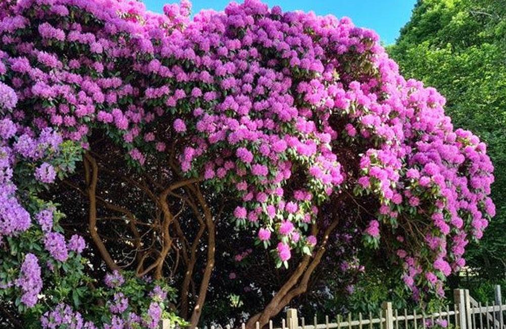 Rhododendron 'purpureum Elegans' - View 10 from www redcrocus com